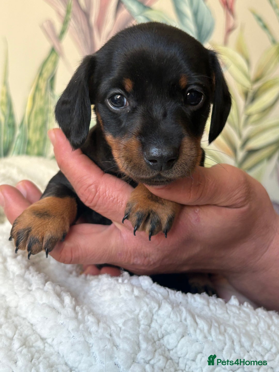 Miniature Dachshund dogs for sale: 3 boys and 1 girl  - Image 4