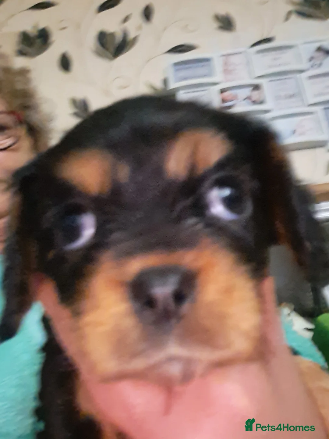 Cavalier King Charles Spaniel dogs for sale: For sale  - Advert 5