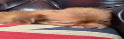 Chihuahua dogs for sale: Beautiful Female Chihuahua Puppy – “Squeak” - Advert 8