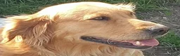 Golden Retriever dogs for sale: 0-0 HIP Ethically Bred quality Golden Retrievers  - Advert 9