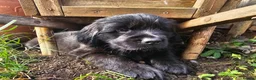 Newfoundland dogs for sale: Beautiful Newfoundland puppies  - Advert 5