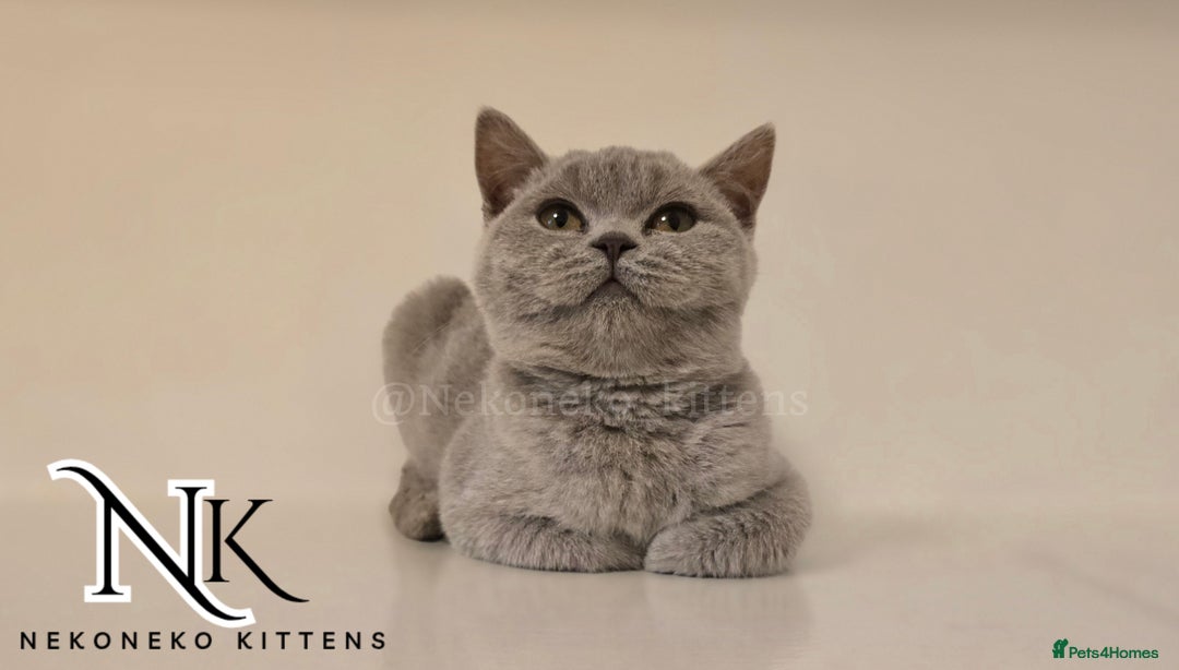 British Shorthair cats for sale: GORGEOUS GCCF REG TEDDYS 🐻🧸 READY TO LEAVE ❗️❗️ - Image 9