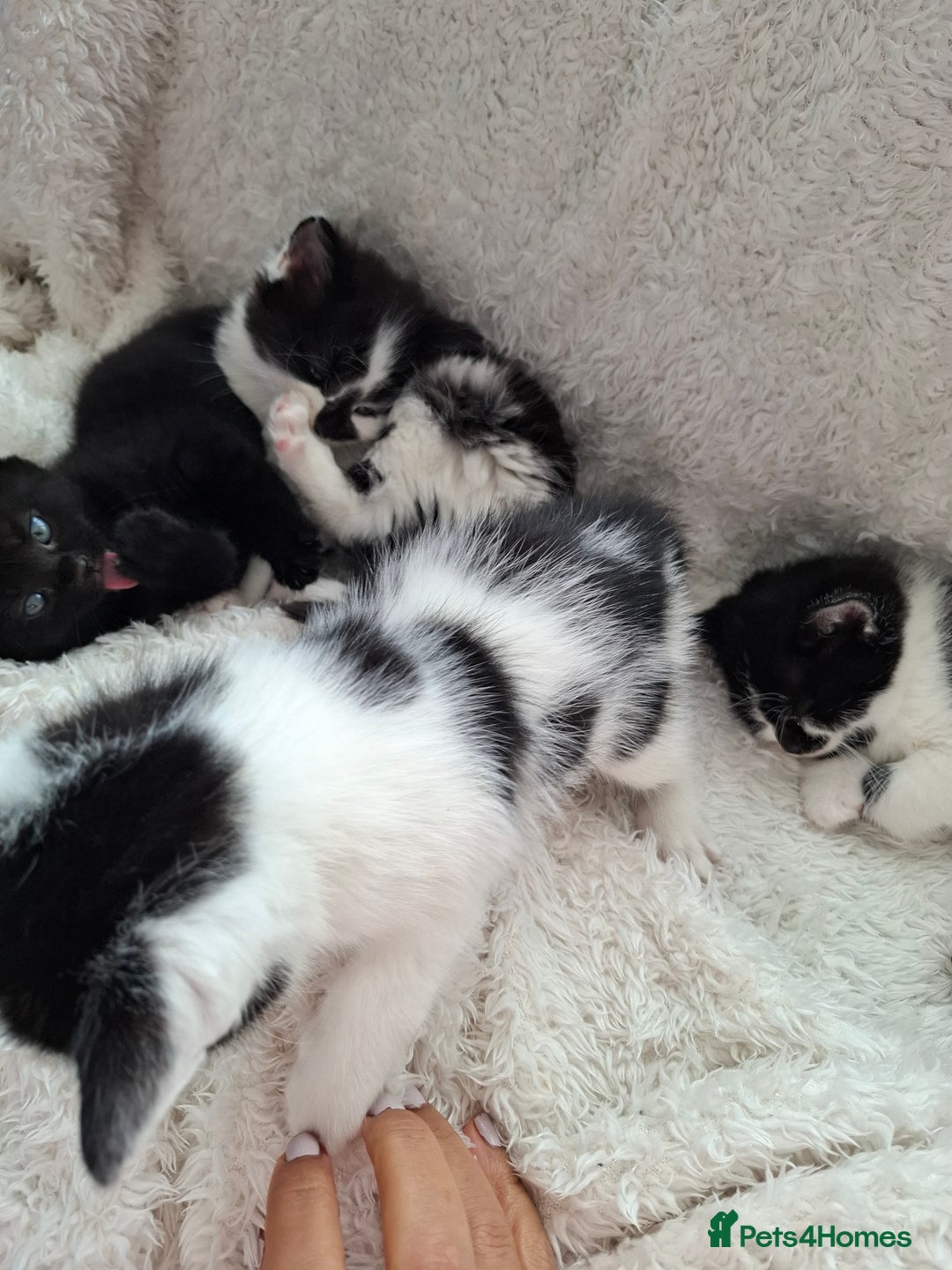 Mixed Breed cats for sale: Tabby/British short hair - Advert 28