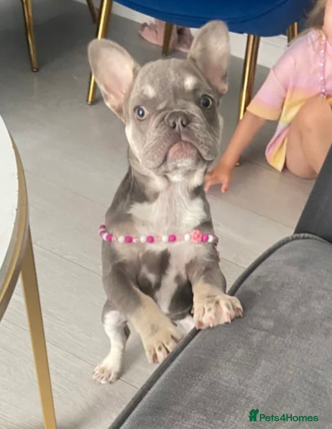 French Bulldog dogs for sale: KC Registered Female French Bull Dog - Advert 2