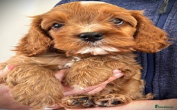 Cavapoo dogs for sale: Rare Miniature F1 Cavapoo Quality Puppies - Image 5