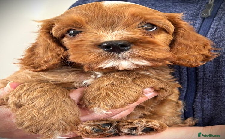Cavapoo dogs - Advert 4