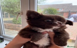 Chihuahua dogs for sale: Russian long hair Chihuahuas - Image 10