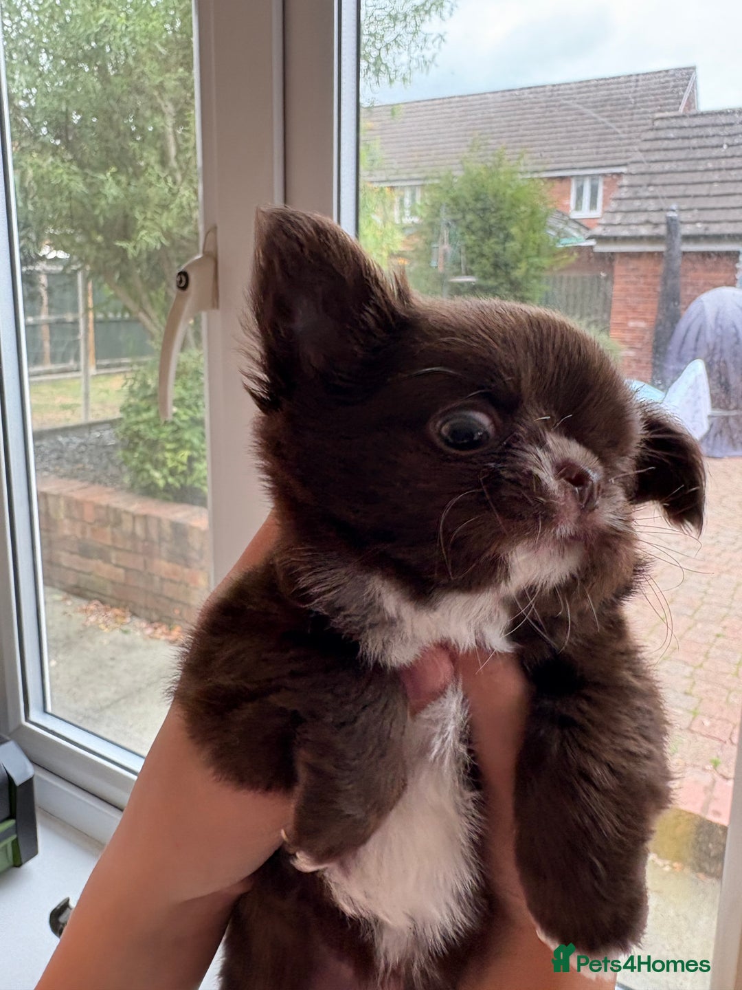 Chihuahua dogs for sale: Russian long hair Chihuahuas - Image 10