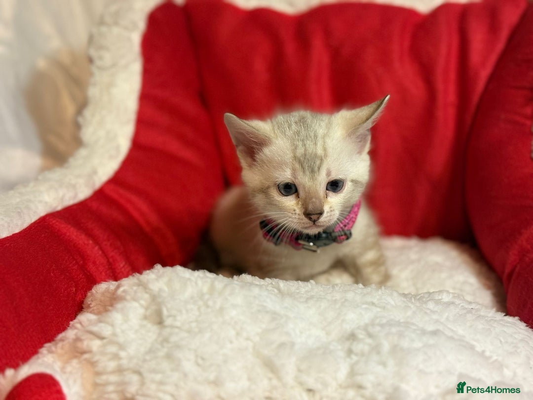 Bengal cats for sale: Bonnies Bengals  - Advert 26