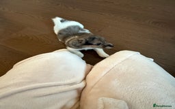 Jack Russell dogs for sale: Jack russel pup for sale  - Image 4