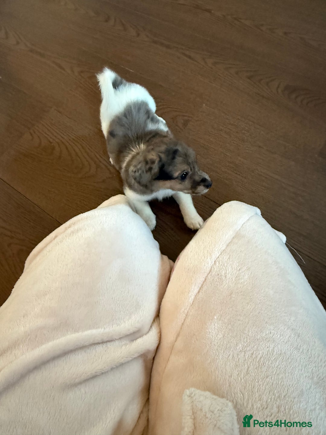Jack Russell dogs for sale: Jack russel pup for sale  - Image 4