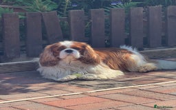 Cavalier King Charles Spaniel dogs for stud: KC CAVALIER KING CHARLES FOR STUD in Oldham - Image 1