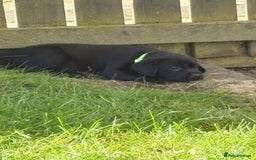 Labrador Retriever dogs for sale: KC reg labs- working bloodline  in Lanark - Image 13