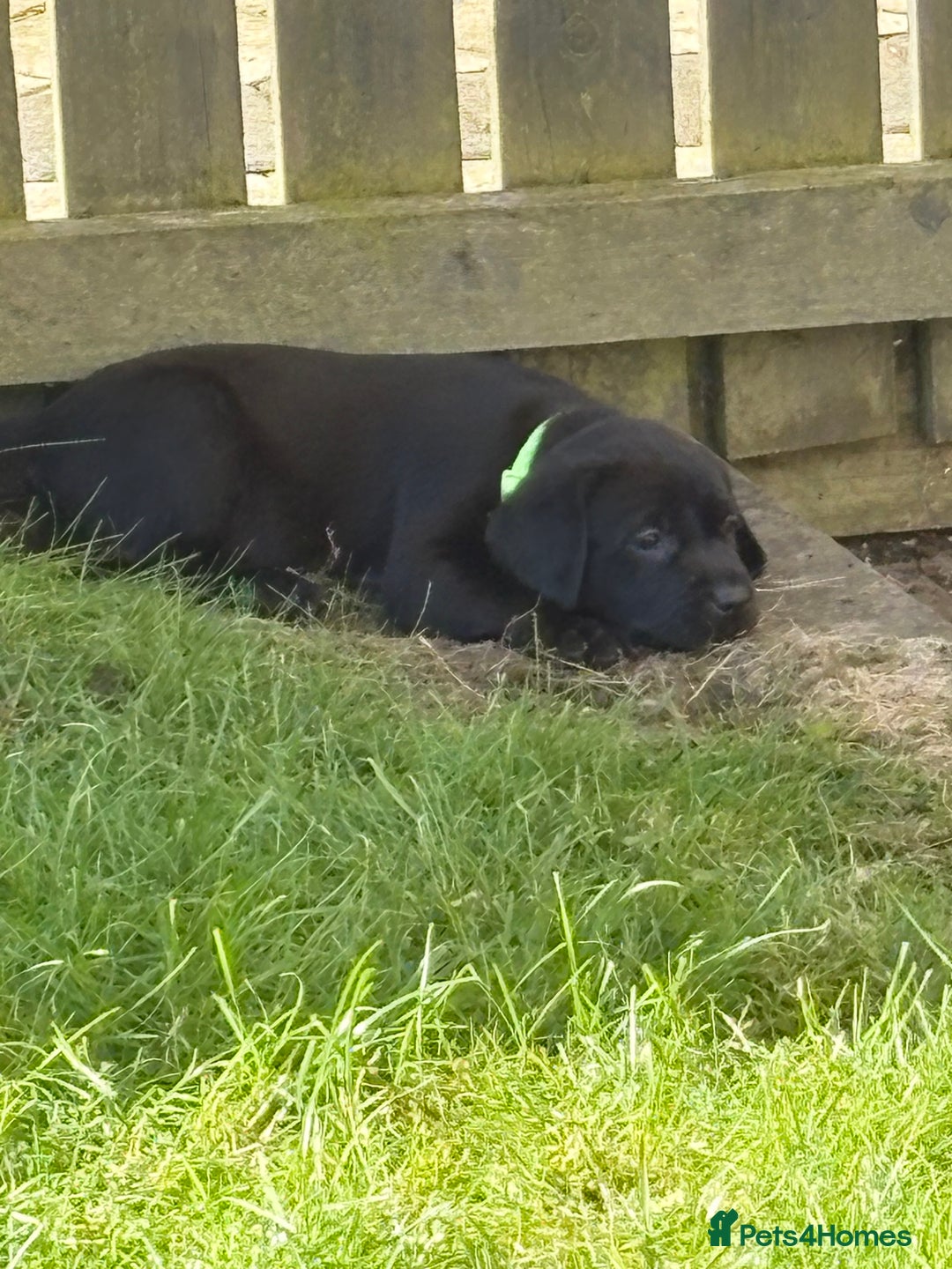 Labrador Retriever dogs for sale: KC reg labs- working bloodline  in Lanark - Image 13