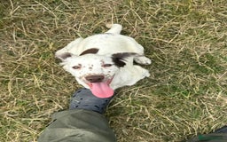 English Springer Spaniel dogs for sale: English Springer Spaniel Pups For Sale - Image 23