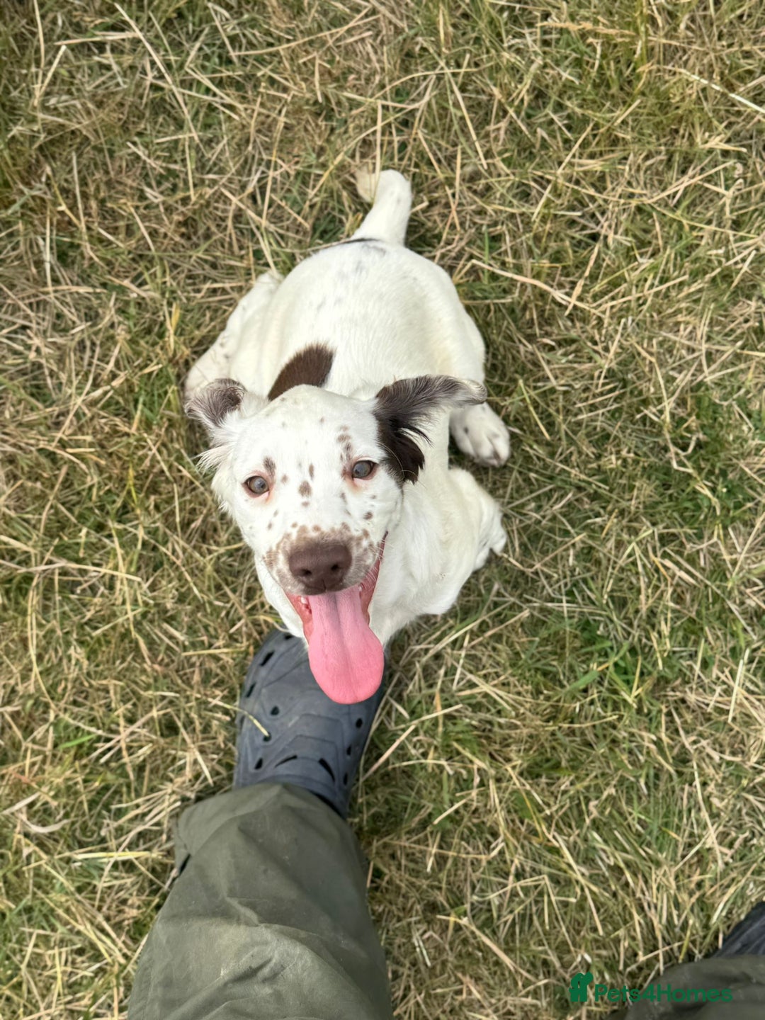 English Springer Spaniel dogs for sale: English Springer Spaniel Pups For Sale - Image 23