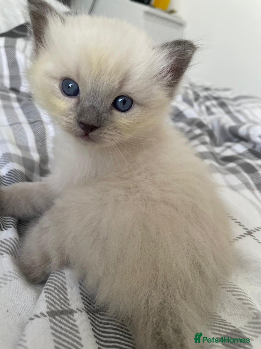Ragdoll cats for sale: 💙 BLUEPOINT RAGDOLL BOY FOR SALE 💙 - Image 34