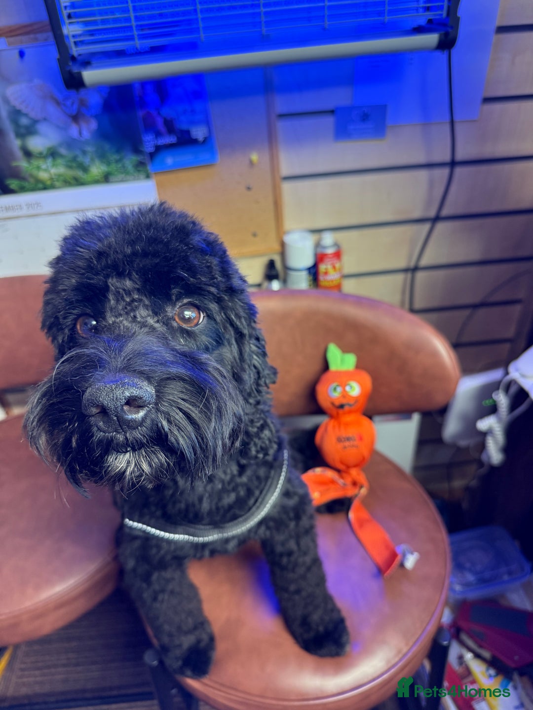 Cockapoo dogs for sale: REDUCED Beautiful F2 cockapoo puppies  - Advert 10