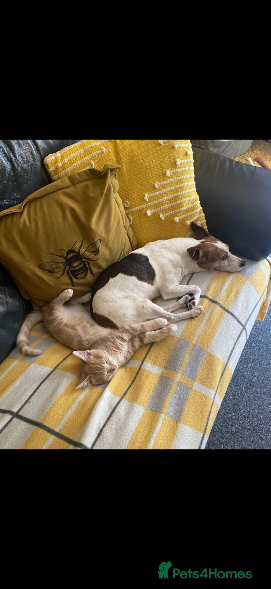 Jack Russell dogs for sale: Jack russel  - Advert 2