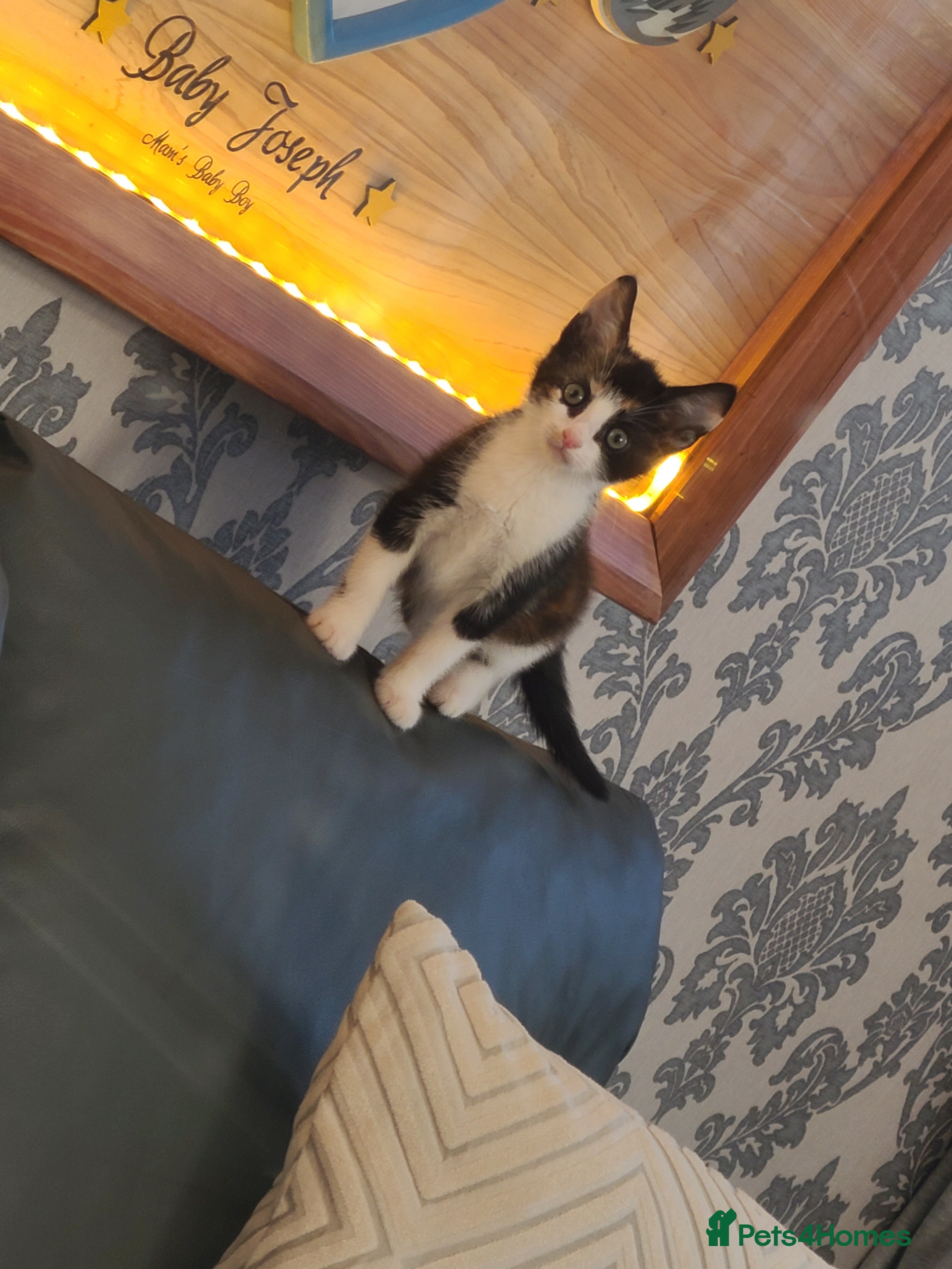 Mixed Breed cats 3 beautiful kittens ready now  - Advert 5