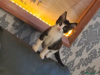 Mixed Breed cats 3 beautiful kittens ready now - Advert 2