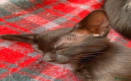 Siamese cats for sale: 2 half Siamese kittens  - Image 17