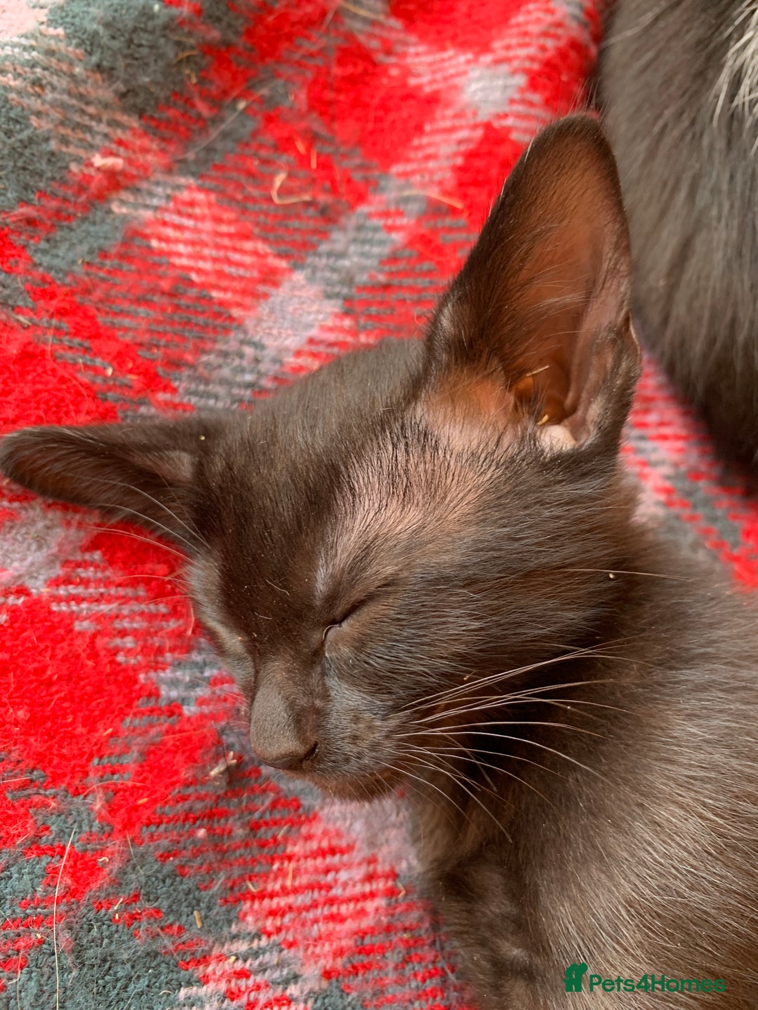 Siamese cats for sale: 2 half Siamese kittens  - Image 17