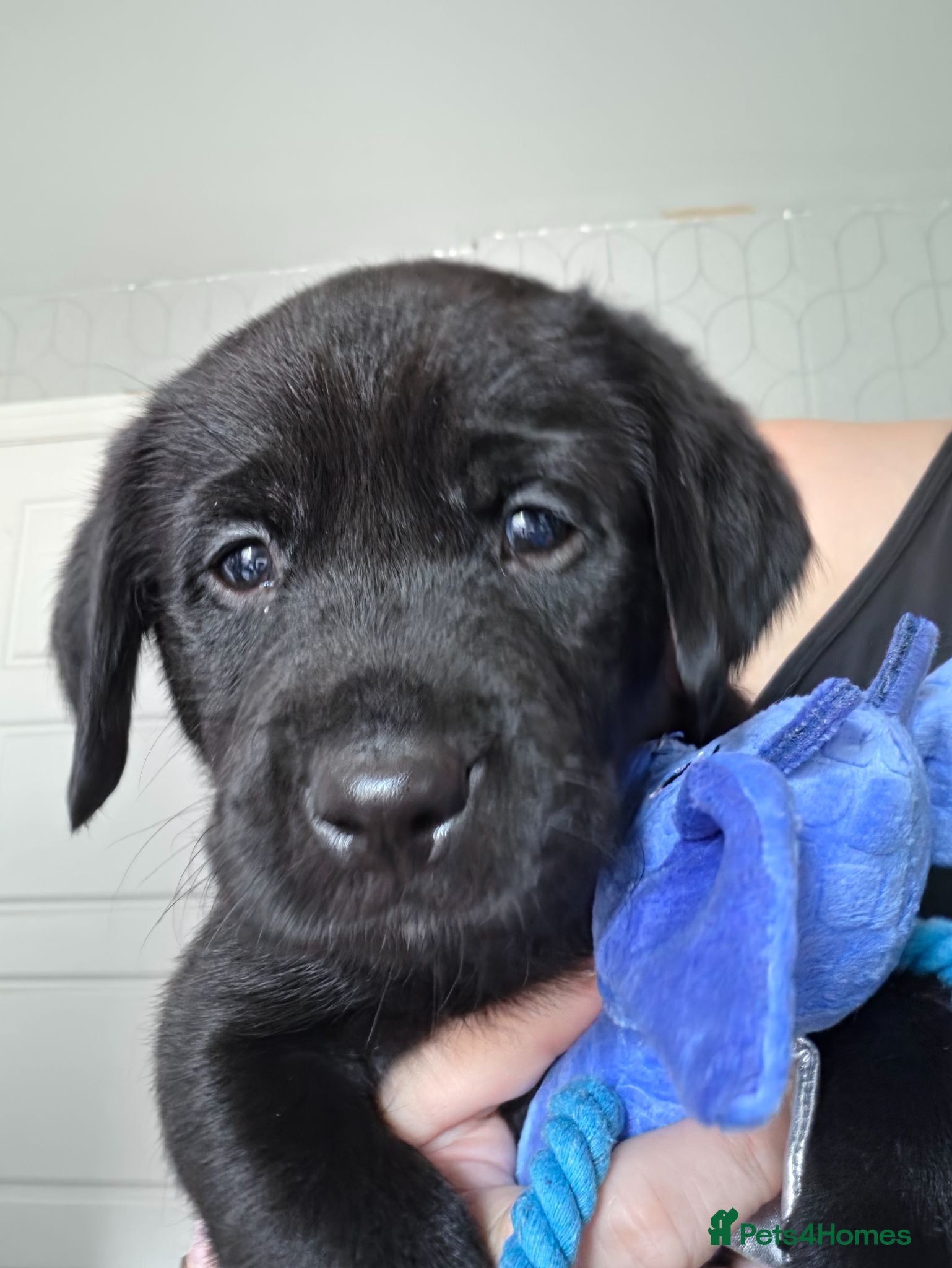 Labrador Retriever dogs KC registered Labrador Retriever puppies for sale - Advert 13