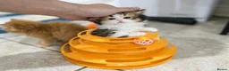 British Shorthair cats for sale: Beautiful British Shorthair & Longhair Kittens - Advert 5