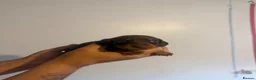 Miniature Dachshund dogs for sale: Miniature dachshund  - Advert 14