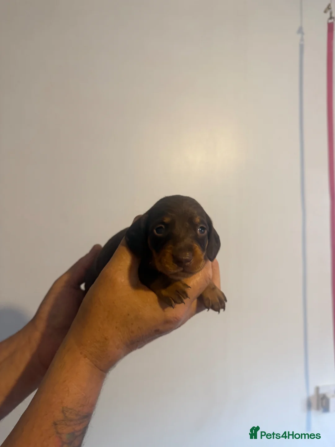 Miniature Dachshund dogs for sale: Miniature dachshund  - Advert 14