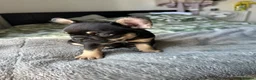 French Bulldog dogs for sale: Last Pedigree Frenchie in Ilford - Advert 8