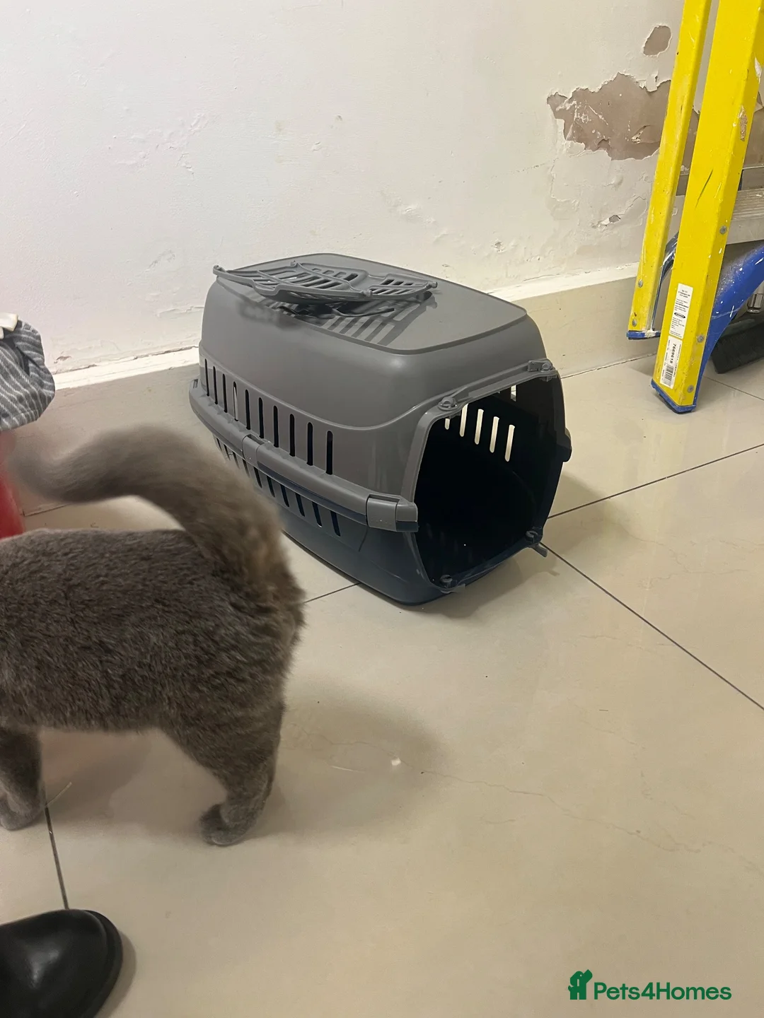 British Shorthair cats for sale: Beautiful 7-Mont Old Female British Shorthair Grey in London - Advert 13