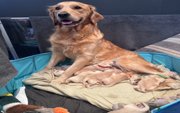 Golden Retriever dogs for sale: Golden Retriever Puppies! 💛🐶 - Image 5
