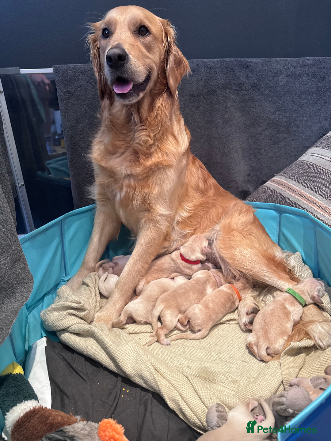 Golden Retriever dogs for sale: Golden Retriever Puppies! 💛🐶 - Image 5