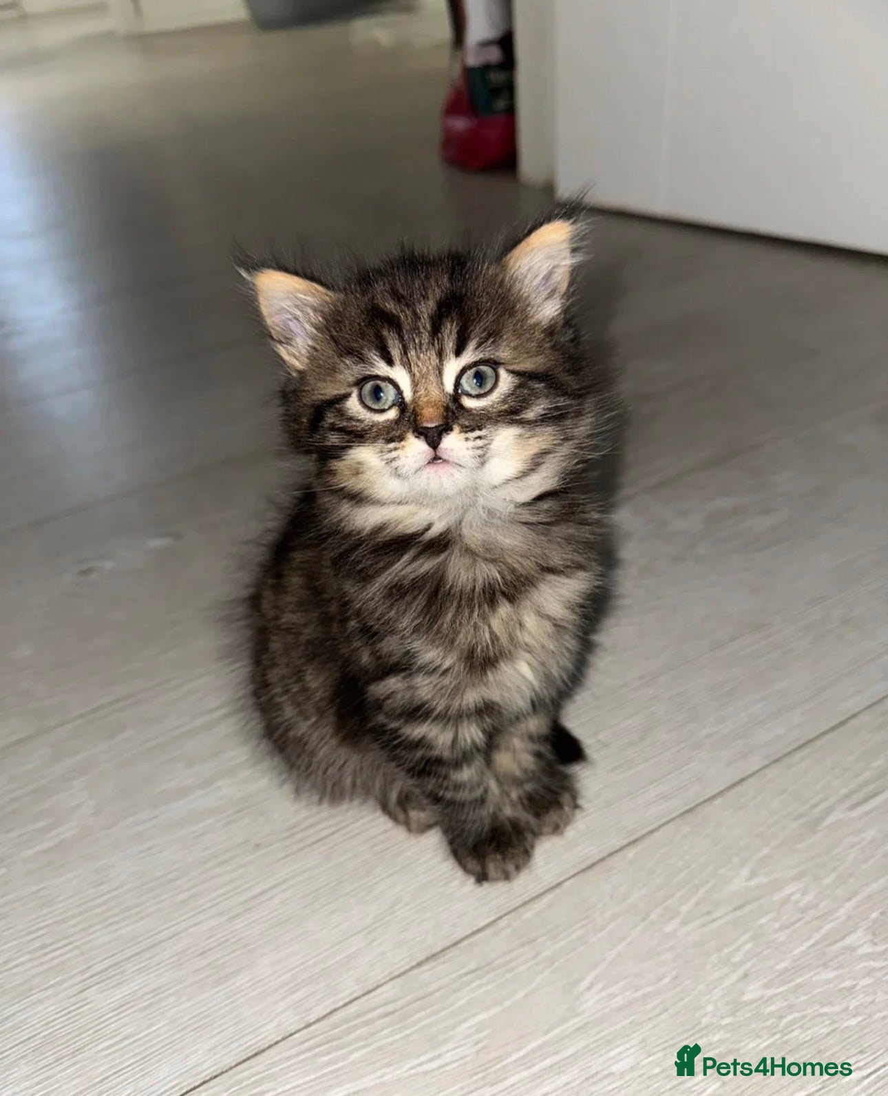 Mixed Breed cats Ready to go beautiful fluffy male kitten ❤️ - Advert 1