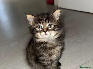 Mixed Breed cats Ready to go beautiful fluffy male kitten ❤️ - Advert 1