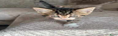 Domestic Shorthair 1