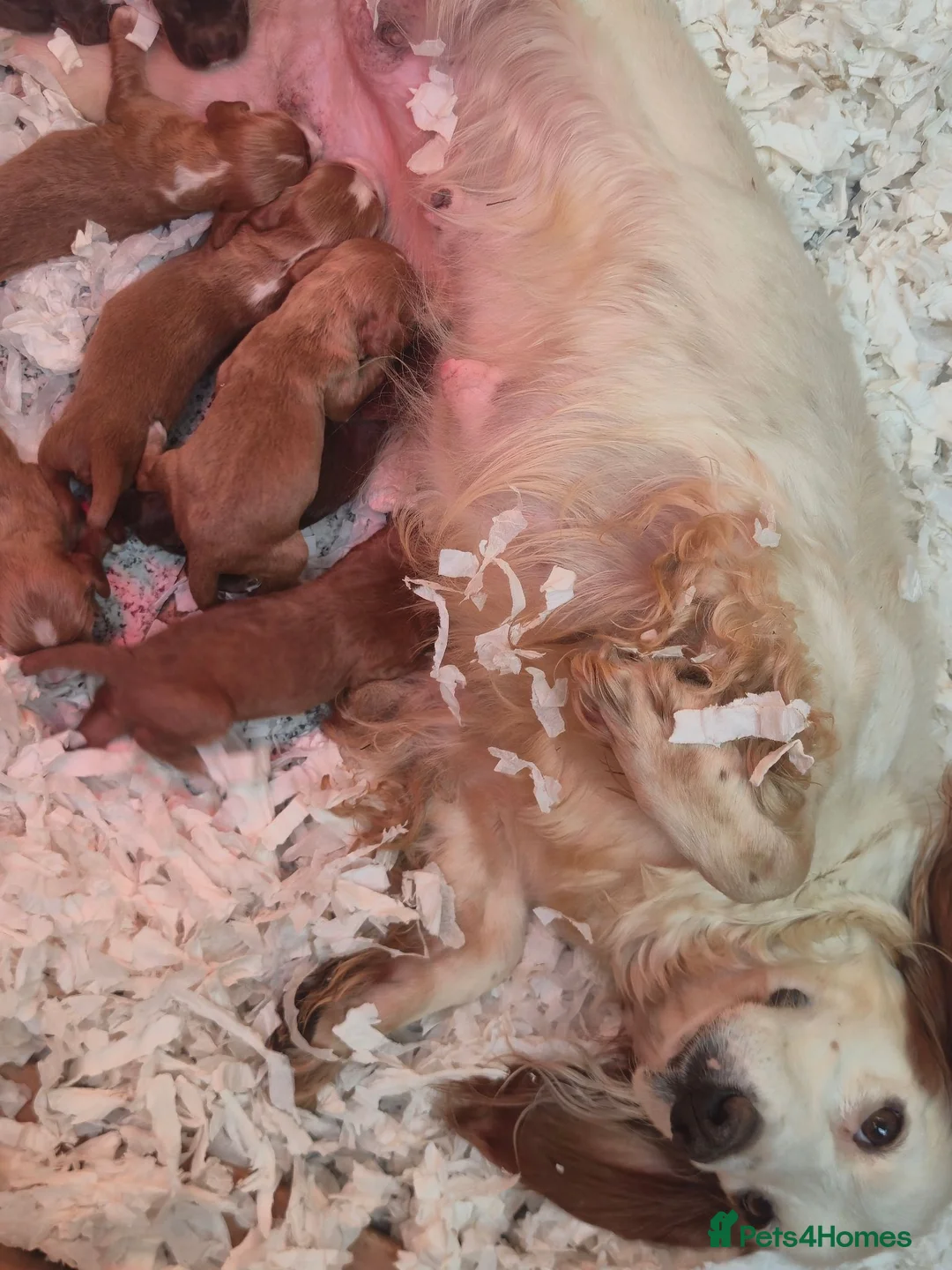 Cocker Spaniel dogs for sale: KC Working Cocker Spaniel Puppies in Yarm - Advert 2