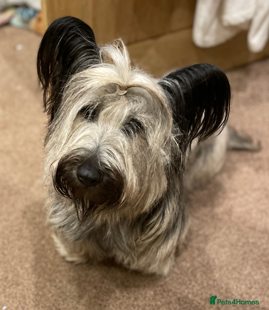 Skye Terrier dogs for sale: Skye Terrier Puppies due-Save this Scottish Breed! - Advert 1