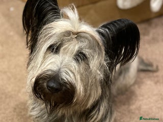 Skye Terrier dogs for sale: Skye Terrier Puppies due-Save this Scottish Breed! - Advert 1
