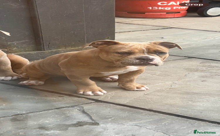 Olde English Bulldogge dogs in Southampton - Advert 2