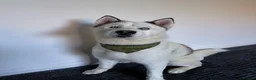 Siberian Husky dogs for stud: Siberian Husky for Stud - Advert 8