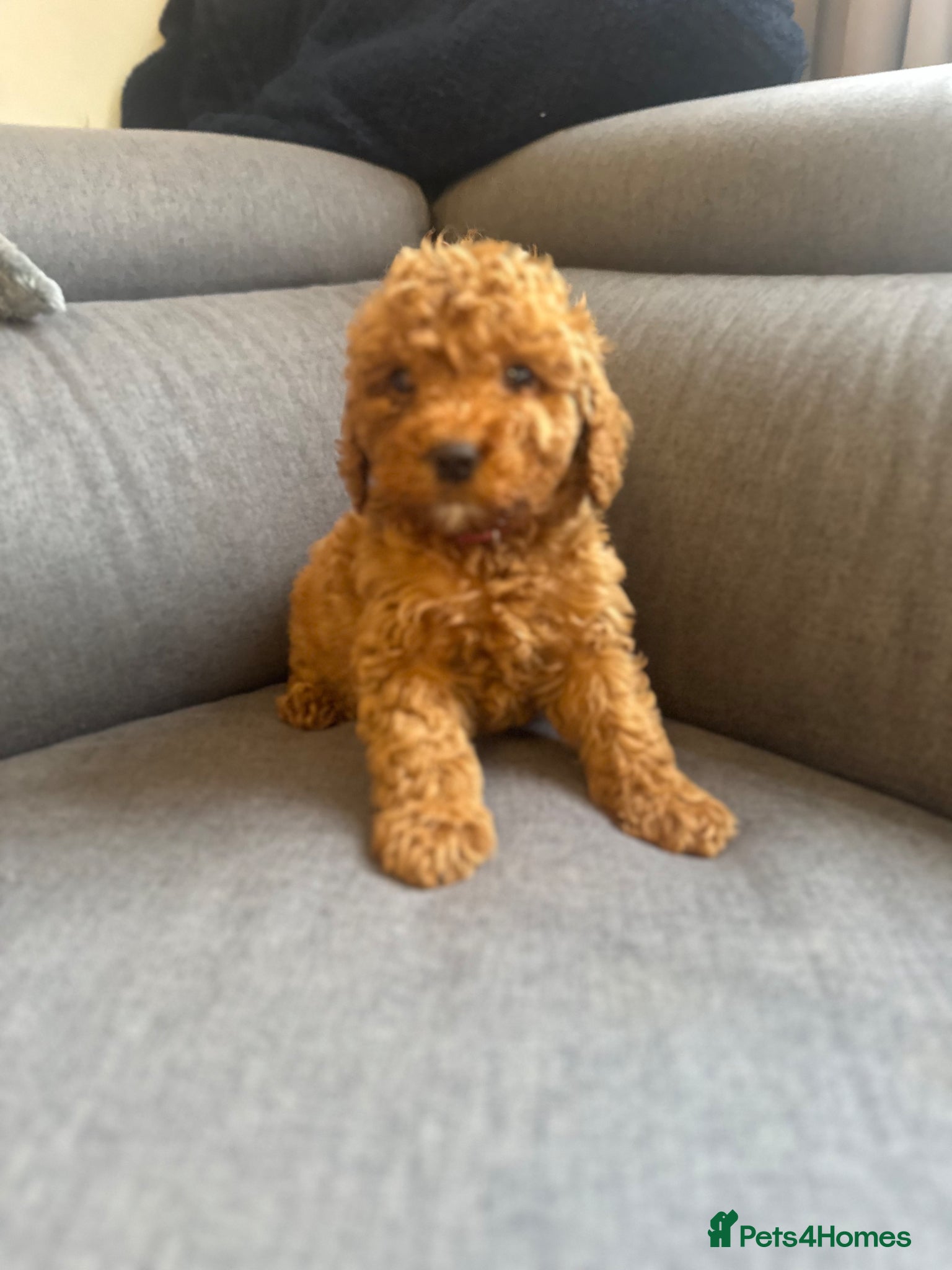Cockapoo dogs F2 Cockapoo Puppies READY TO LEAVE WEDNESDAY - Advert 1