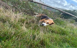 Beagle dogs for sale: Female beagle  - Image 6
