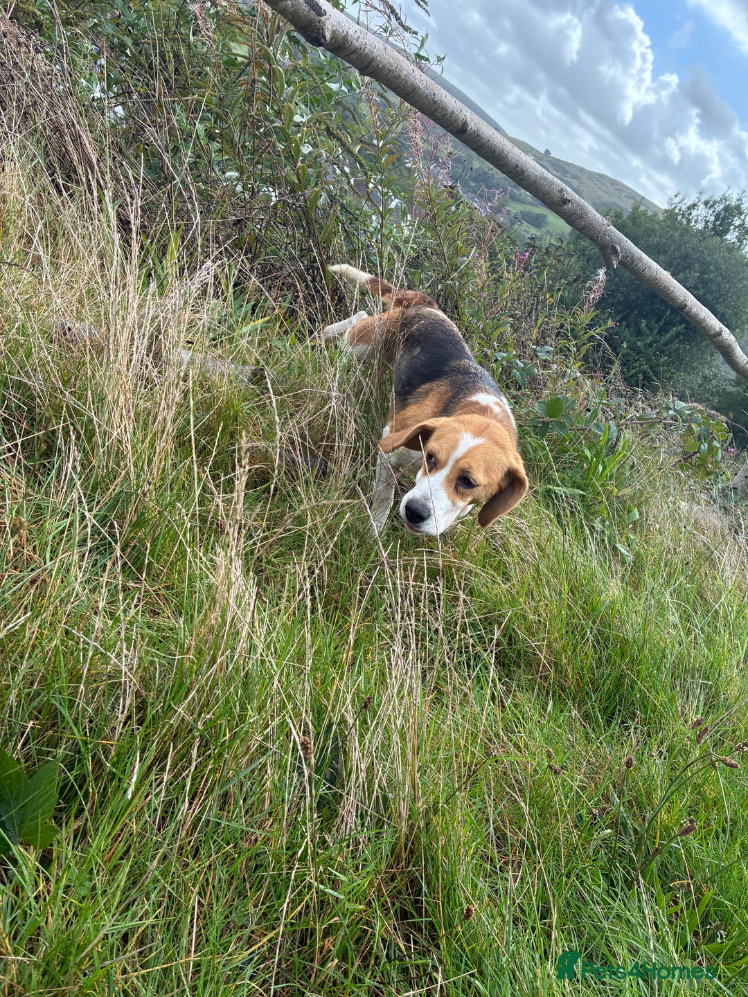 Beagle dogs for sale: Female beagle  - Image 6