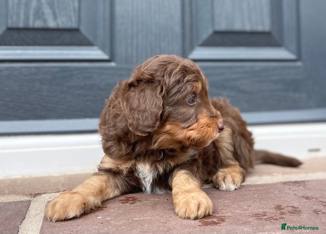 Bordoodle dogs for sale: OUTSTANDING *TRI COLOUR* MINIATURE BORDOODLES - Image 16