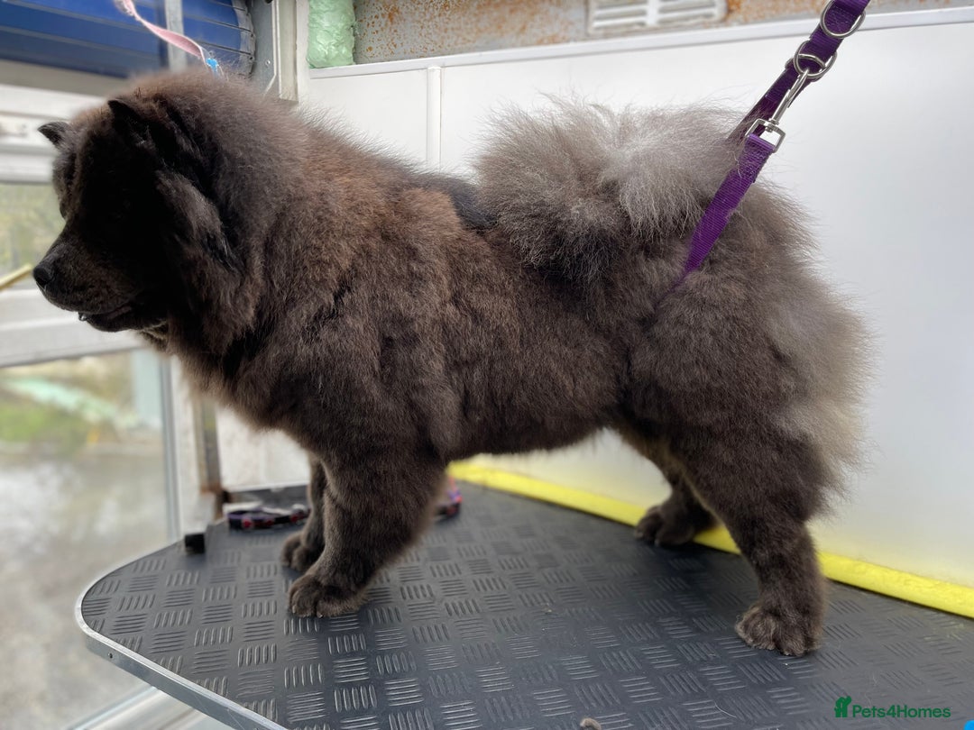Chow Chow dogs for sale: Blue Chow Chow Female - Image 9