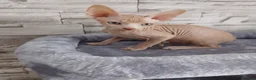 Sphynx cats for sale: Beautiful  Sphynx kitten for sale  - Advert 8