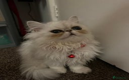 Persian cats for sale: Persian cats  - Image 10